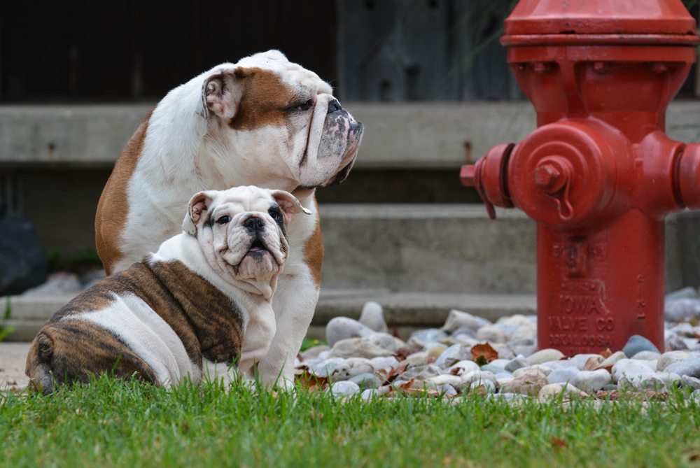 fire hydrants,