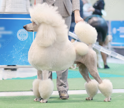 Poodle, feet, grooming, standard