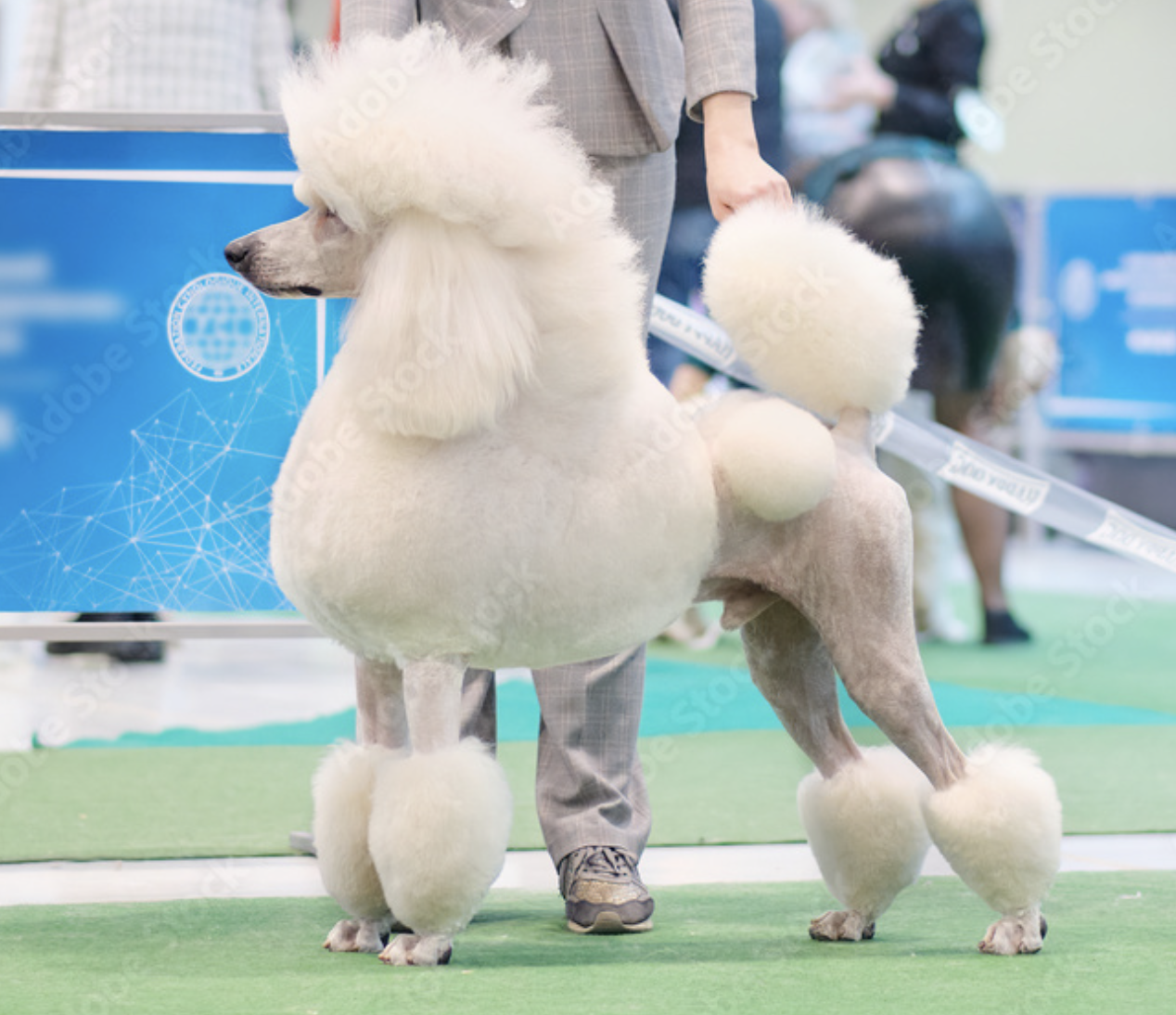 Poodle, feet, grooming, standard