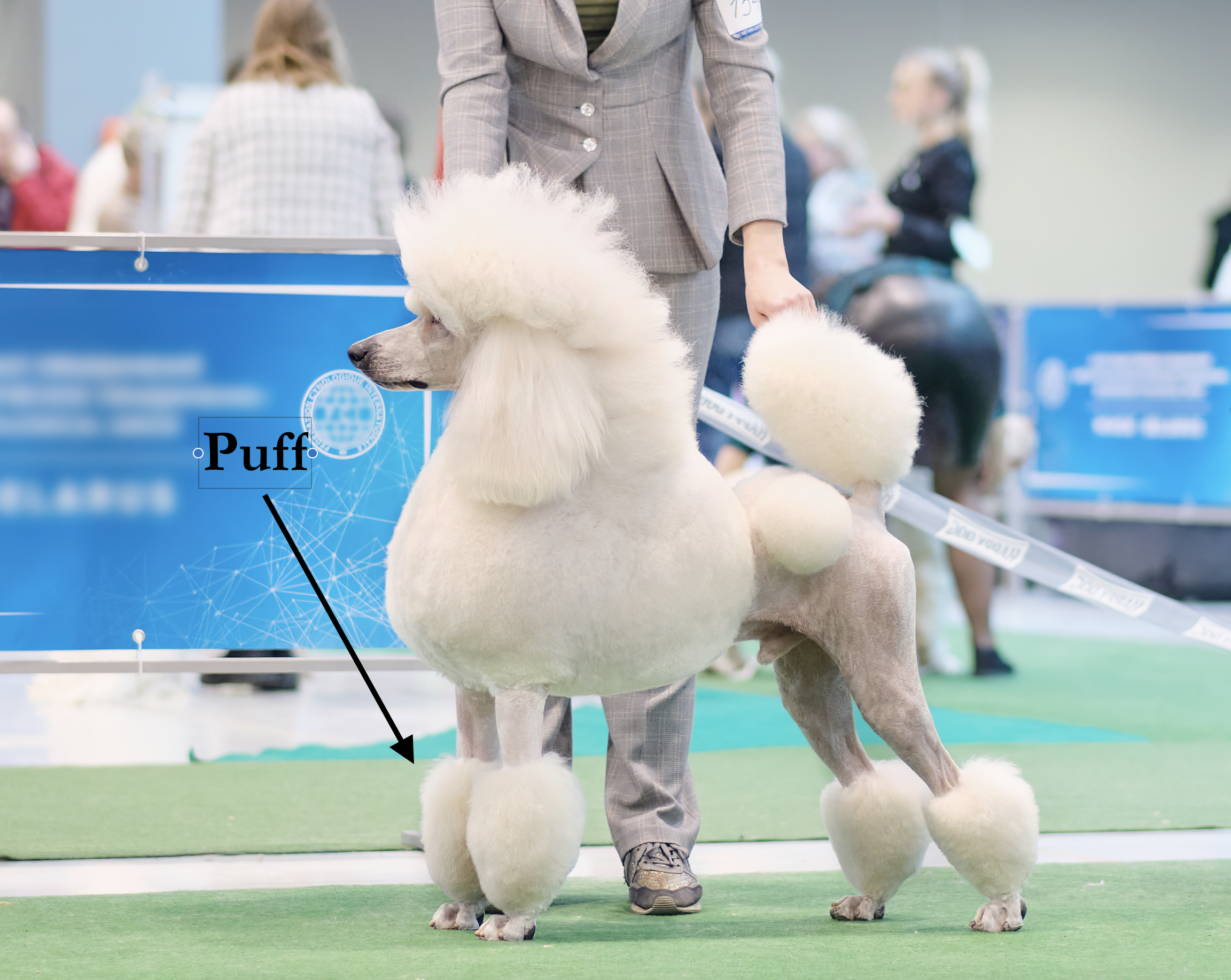 Poodle, feet, grooming, standard