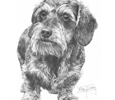 Dachshund, Silky Wirehaired Dachshund, Wirehaired Dachshund, coat,