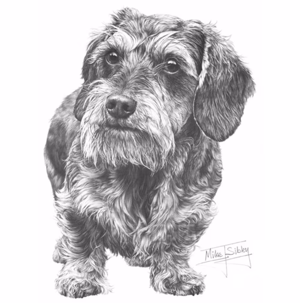 Dachshund, Silky Wirehaired Dachshund, Wirehaired Dachshund, coat,