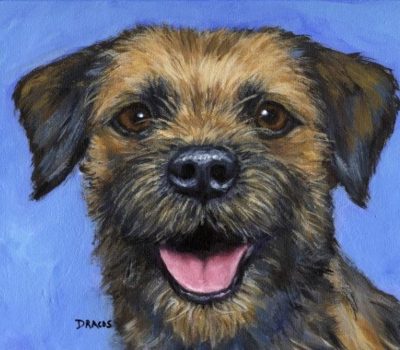 Border Terrier, color, wheaten