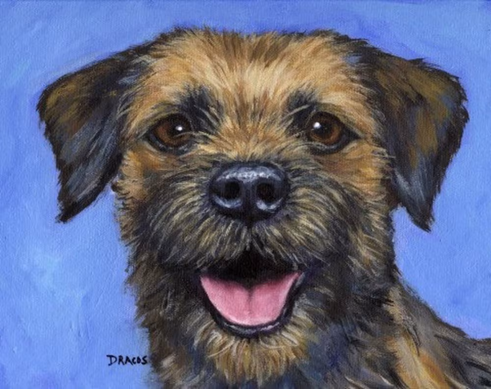 Border Terrier, color, wheaten