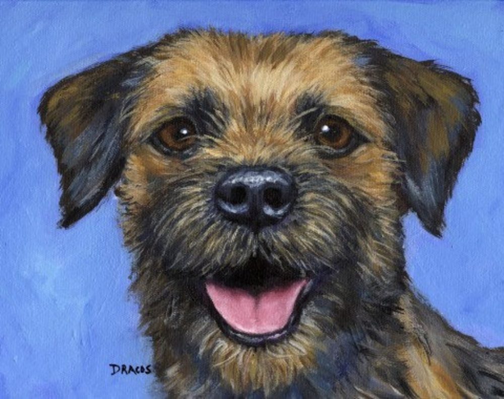 Border Terrier, color, wheaten