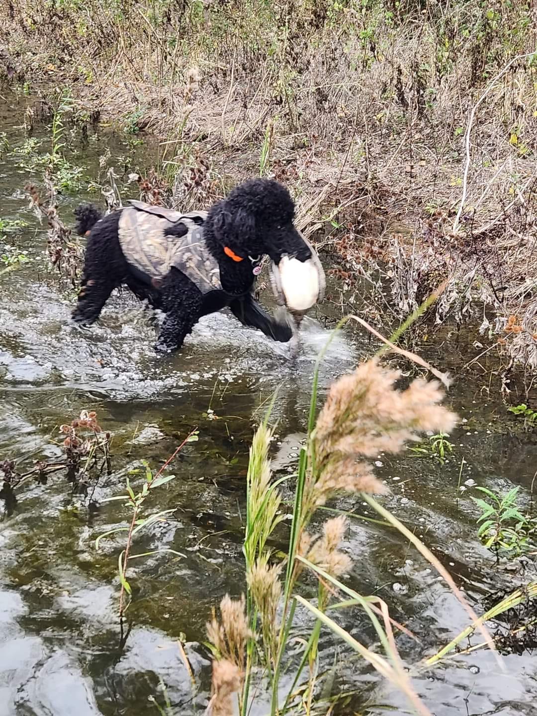 Poodle, feet, grooming, standard