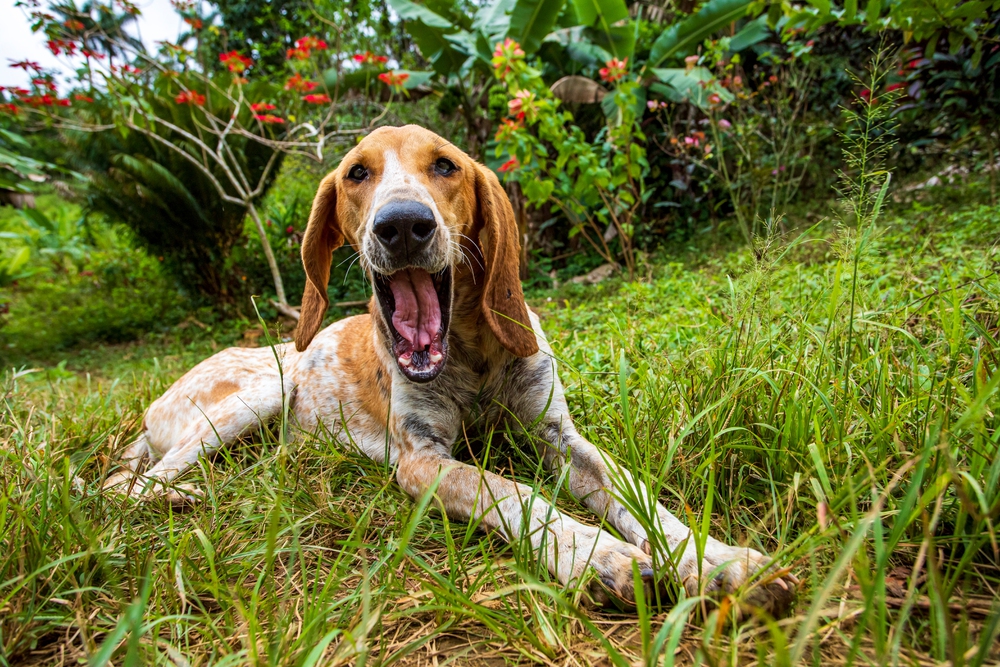 American English Coonhound, English Dogs