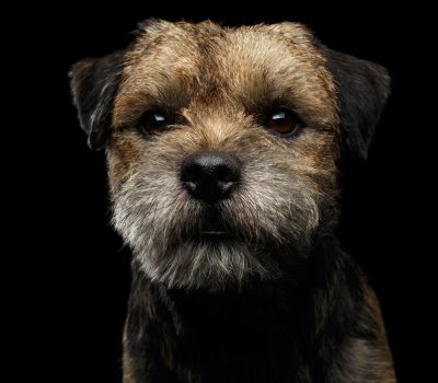 Border Terrier, otter head, head