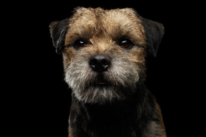 Border Terrier, otter head, head