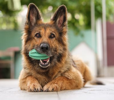 German Shepherd Dog, Robert Goulet, Franco Nero, Camelot