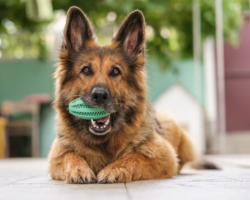 German Shepherd Dog, Robert Goulet, Franco Nero, Camelot