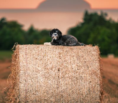 Sakya Jetsunmas,Tibetan Spaniel, Tibetan Terrier,Tibetan Mastiff, Jetsunmas, lama, Tibetan lama, 