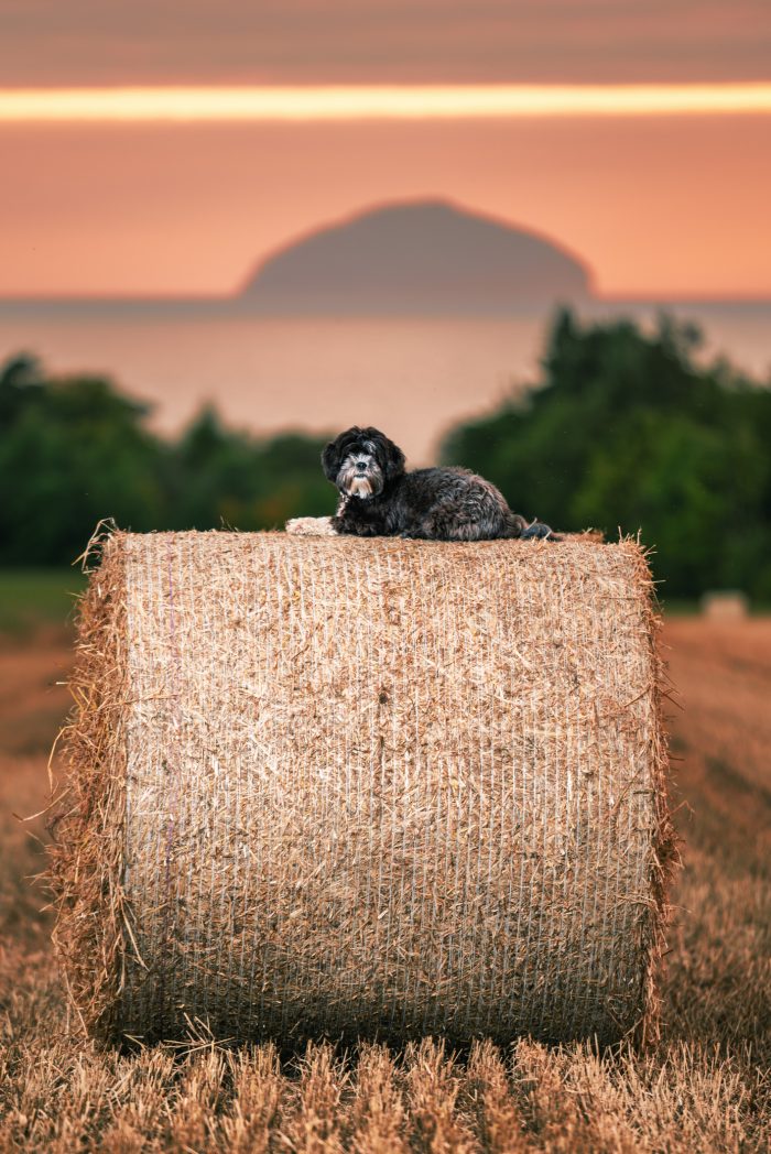 Sakya Jetsunmas,Tibetan Spaniel, Tibetan Terrier,Tibetan Mastiff, Jetsunmas, lama, Tibetan lama, 