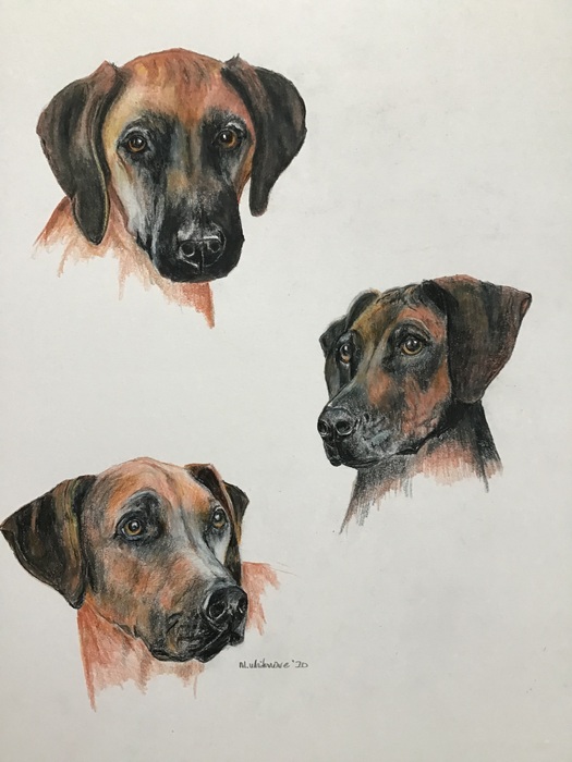 "Rhodesian Ridgeback" Entry in National Purebred Dog Day Fine Art