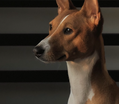 Basenji, cushioning, whisker pads