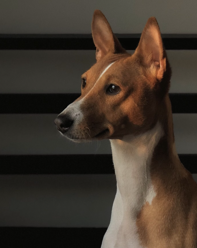 Basenji, cushioning, whisker pads