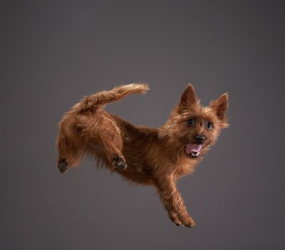 Australian Terrier, Melbourne, Australia