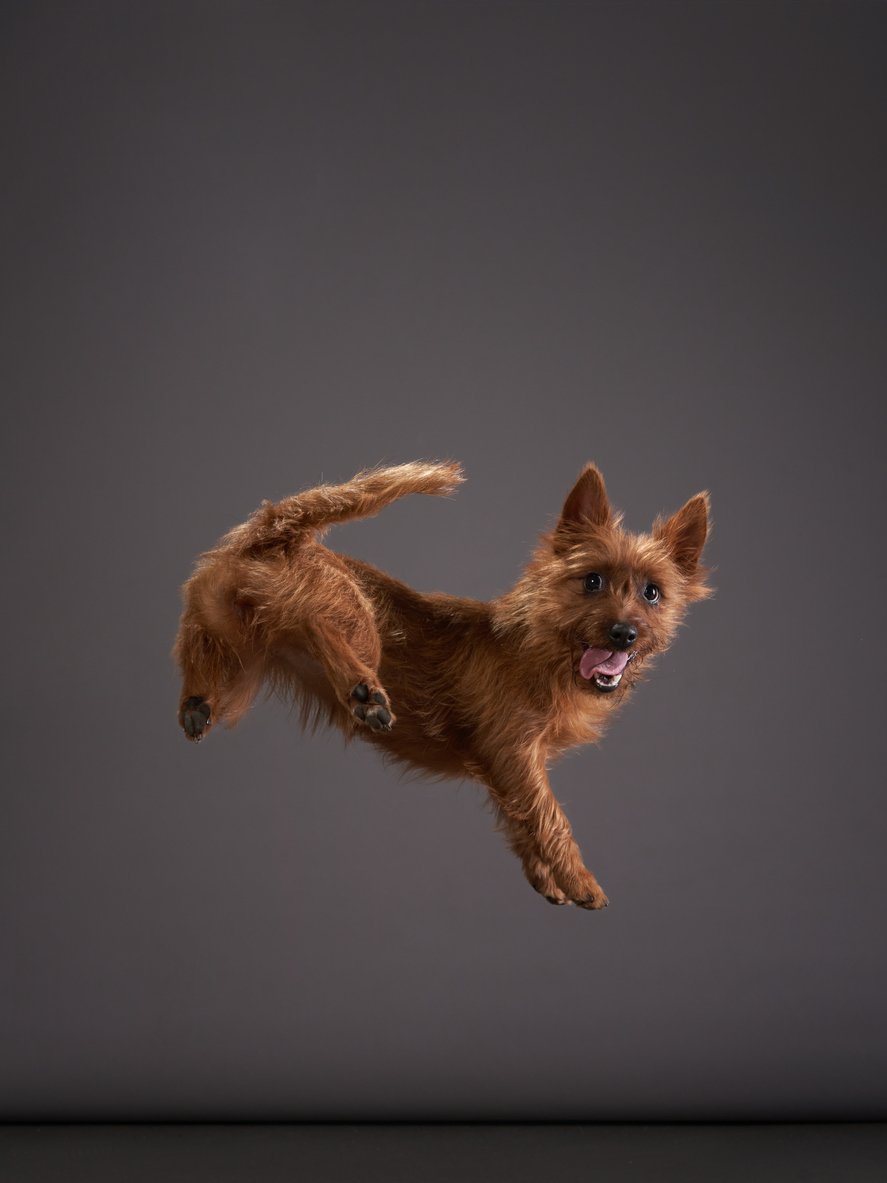 Australian Terrier, Melbourne, Australia