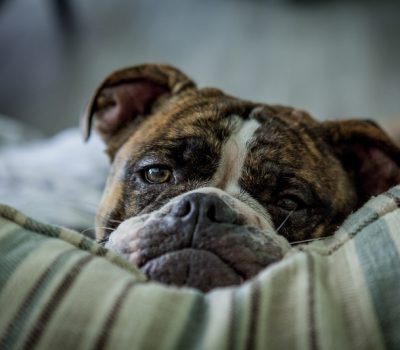 Bulldog, Handsome Dan, Olde English Bulldogge, Yale, mascot, Stanley Woodward,  Alan Gould,  Ivy league,