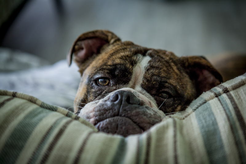 Bulldog, Handsome Dan, Olde English Bulldogge, Yale, mascot, Stanley Woodward,  Alan Gould,  Ivy league,