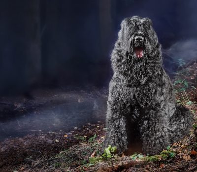 Black Russian Terrier, temperament, idioms, expressions