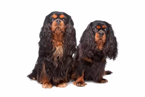 baby schema, English Toy Spaniel, kindchenschema, King Charles Spaniel, nose, Retroussé