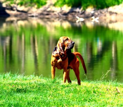 Bloodhound, sloughhound slough dog, Slough, swamp,