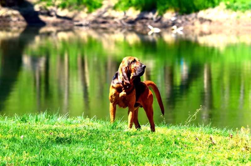 Bloodhound, sloughhound slough dog, Slough, swamp,