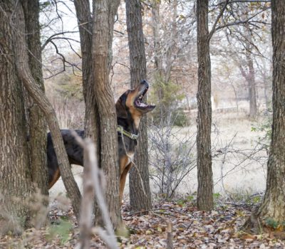 Nite Champion, cast, hound, coonhound