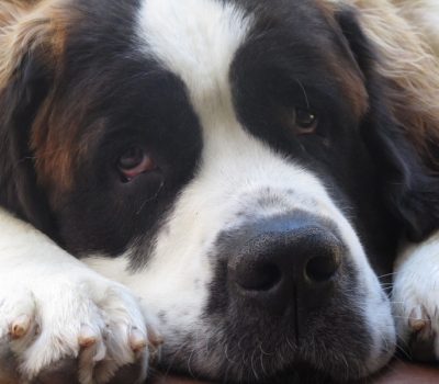 Saint Bernard, St. Bernhardshund, Bernhardiner, schwamm, nose, schmear