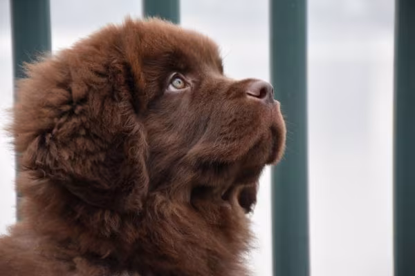 Newfoundland, loin