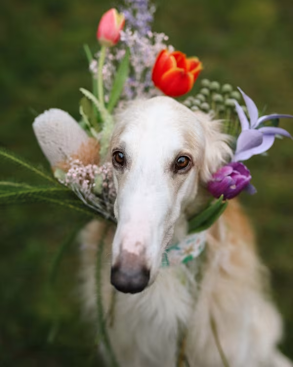 Borzoi, commercials, advertising, Ludwig von Wolfschmidt, Albert Wolfschmidt, Baron Wolfschmidt, Lady Wolfschmidt, Lady Gretchen, Nijinsky of Barnoff, Russian Wolfhound, Wolfschmidt vodka, George E. Mosley, Baronoff Kennels, Catherine Dean