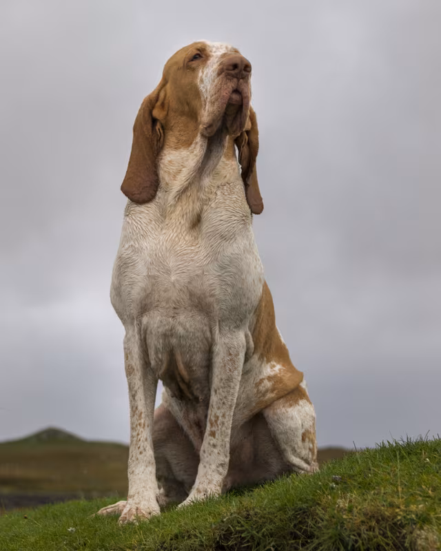 Bracco Italiano, size, Piedmontese Pointer, Leggero, Lombard Pointer, Pesante Grande