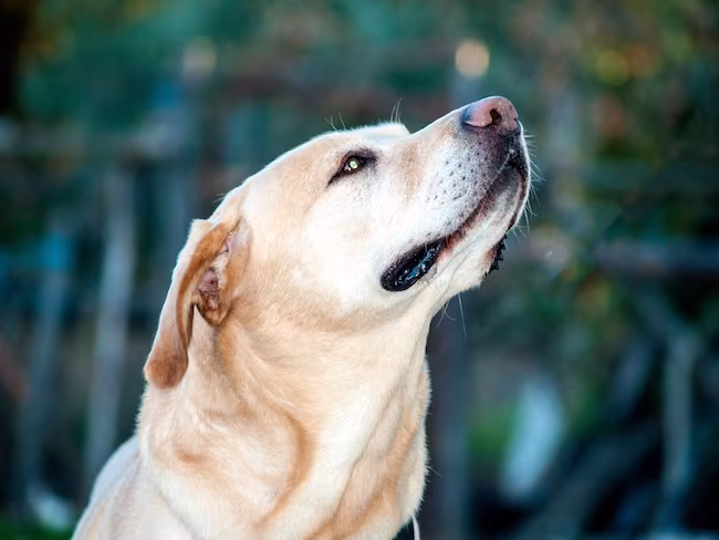 Vapor Wake Technology, Auburn Dog, Labrador Retriever, Jeffrey Katz, Andie Thompkins, Lucia Lazarowski, Gopi Deshpande, Auburn University,Canine Performance Sciences program, auburn, color