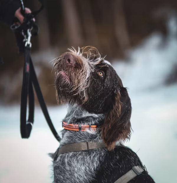 German Wirehaired Pointer, water rug, Shakespeare, Macbeth,