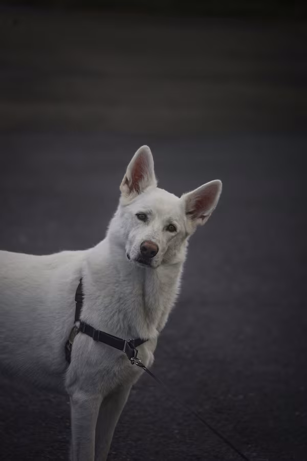 John Meffert, Tom Hanks, Mr. Rogers, Fred Rogers, film, German Shepherd Dog, white, Max von Stephanitz, 