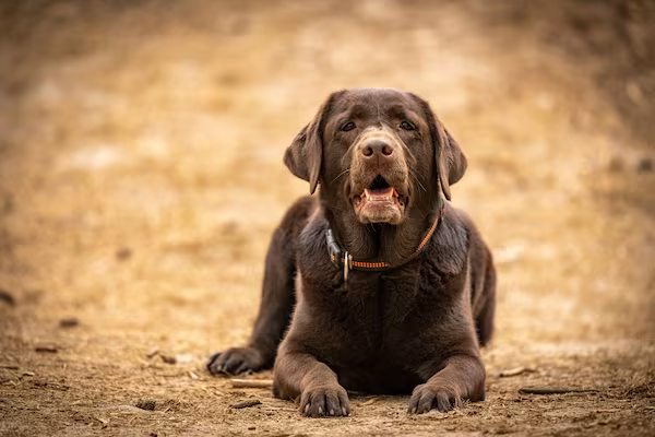 Labrador Retriever, mascot, Bullmastiff, Win, Tottenham Hotspur Football, Arsenal Football Club