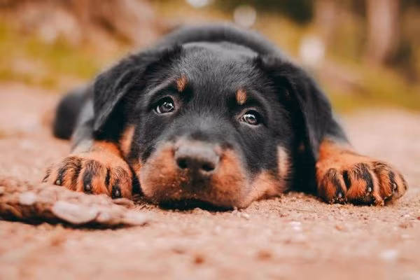 Beauceron, color, squirrel red, Shar-Pei, écureuil roux, Sciurus vulgaris,