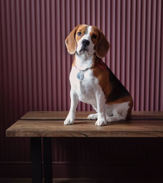 Beagle, Presidents, J. Edgar, Herbert Hoover,Lyndon Baines Johnson, Obama