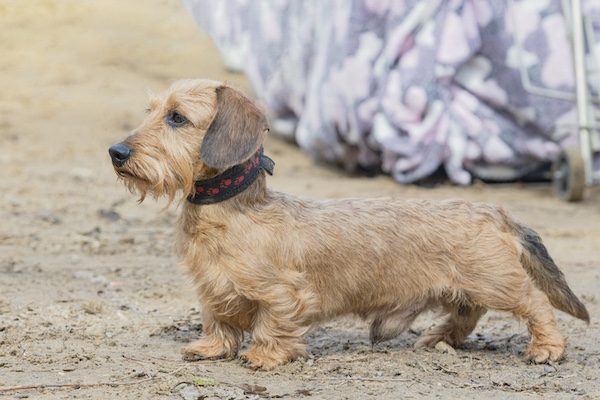 Wirehaired Dachshund, longhaired Dachshund,coat, flag tail, tail, terms
