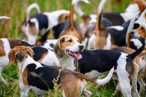 Levelness of Pack, terms, hounds, beagles