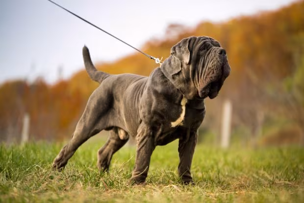 Neapolitan Mastiff, standard, gaze, expression, stare,