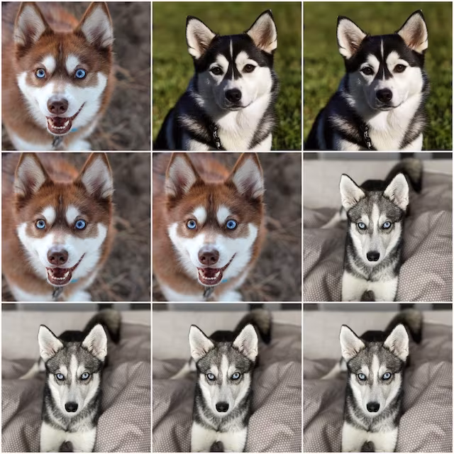 Alaskan Klee Kai, symmetry, marking, facial mask
