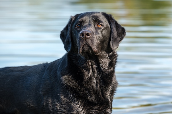 Labrador Retriever, State Dog, Crater of Diamonds
