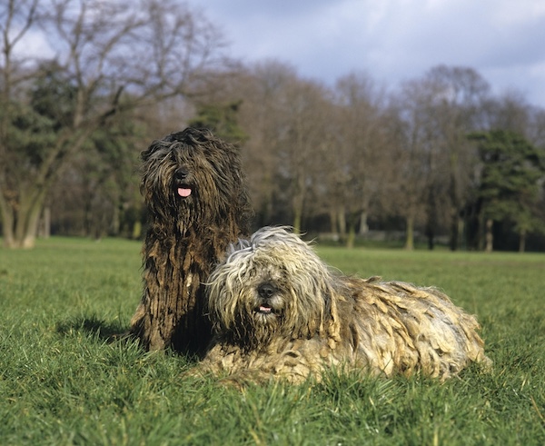 Bergamasco, flocks, coat, ears