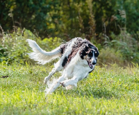 counterbalance, tail, sighthound