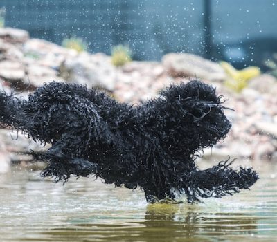 Barbet,  Water Dog, Lagotto Romagnolo, Desmond Morris, 