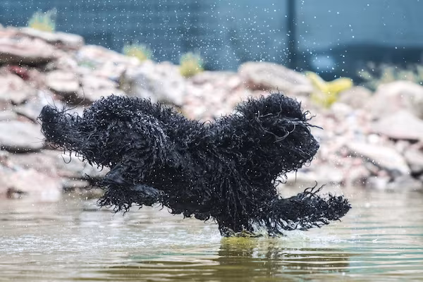 Barbet,  Water Dog, Lagotto Romagnolo, Desmond Morris, 