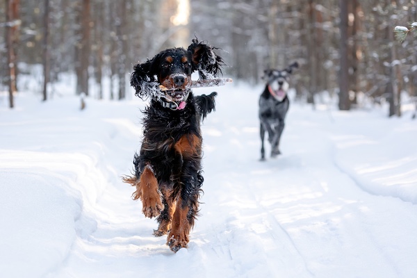 Gordon Setter, movement, front