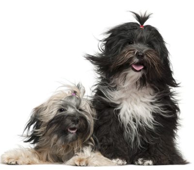 Charles and Marguerite Suydam, Lhasa Apso, 13th Dalai Lama, Hamilton Farm kennel, Hamilton Buddha, Hamilton Seng Kye, Tibetan Terrier, Dr. Agnes Greig, Bunti, Rajah, history